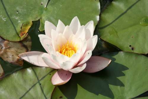 Water Lily Aquatic Plant Blossom Bloom