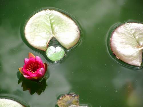 Water Lily Lotus Lotos Blossom Nature Plant Pond
