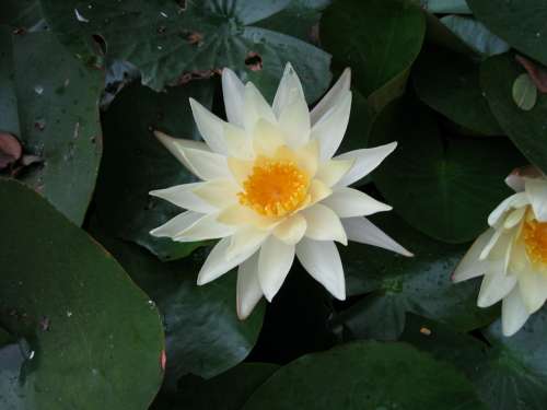 Water Lily Aquatic Plant Nature Bloom Blossom