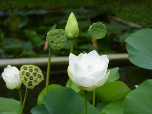 Water Lily Aquatic Plant Nuphar Flower