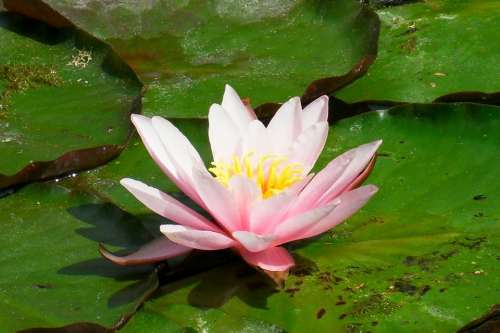 Water Lily Pink Lake Rosengewächs Blossom Bloom