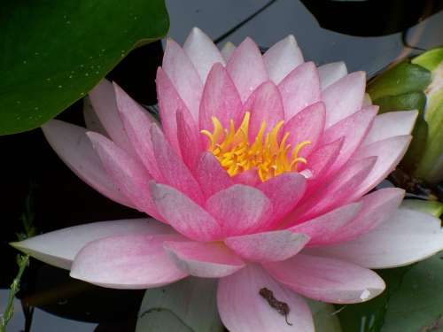 Water Lily Nuphar Lutea Flower Plant Pink