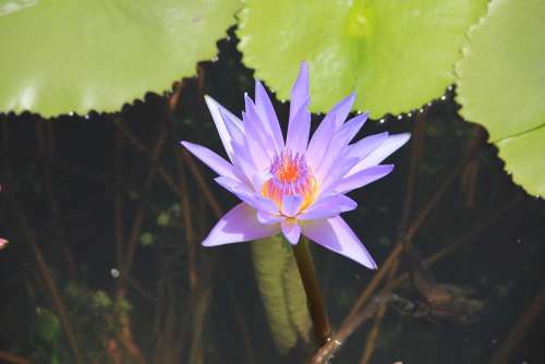 Water Lily Purple Blossom Bloom Aquatic Plant