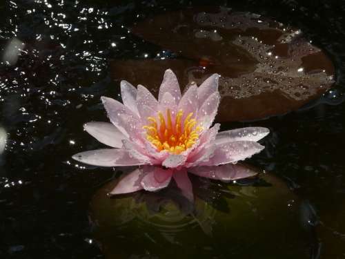 Water Lily Flower Lake