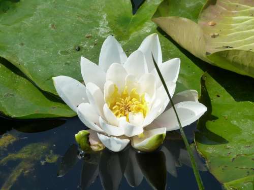 Water Lily Lily Flower Water Yellow Flower Pond