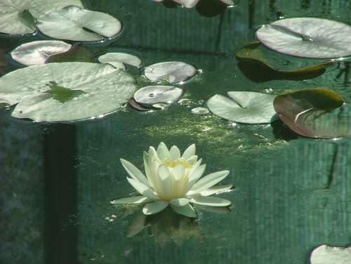 Water Lily Swamp Water Nature