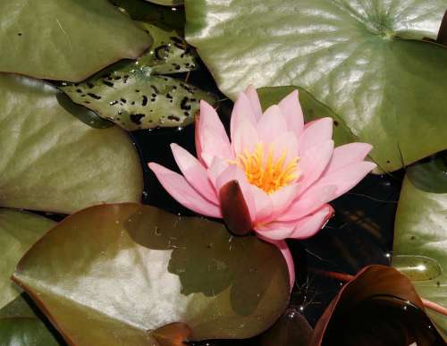 Water Lily Blossom Bloom Aquatic Plant Pink Tender