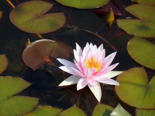 Water Lily Nature Nuphar Aquatic Plant Blossom