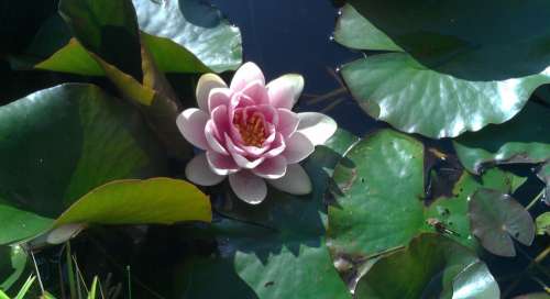 Water Lily Flower Aquatic Plant Blossom Bloom Pink