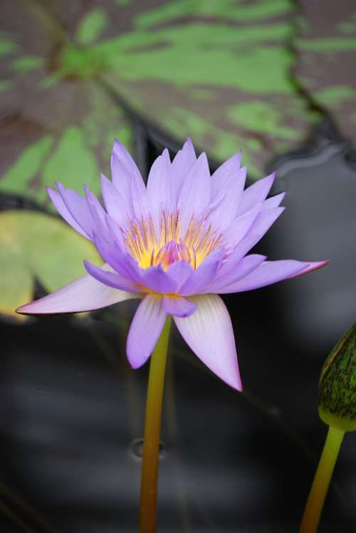 Water Lily Flower Pond Aquatic Purple Water Bloom