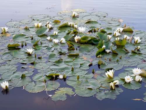Water Lily Nuphar Blossom Bloom Aquatic Plant
