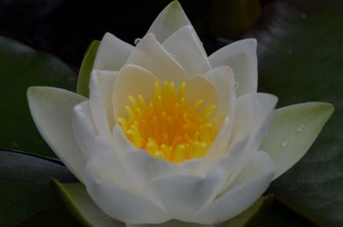 Water Lily White Flower Aquatic Plant Incomplete