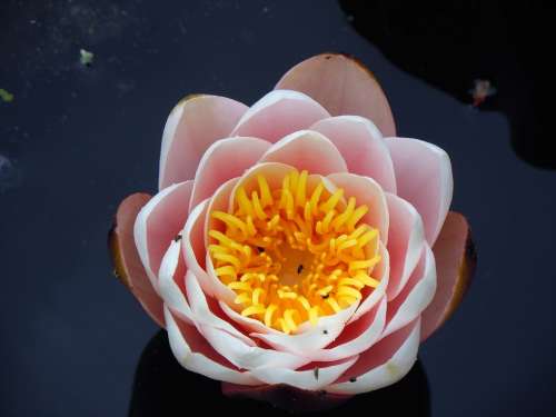 Water Lily Nuphar Lutea Flowers Blossom Bloom