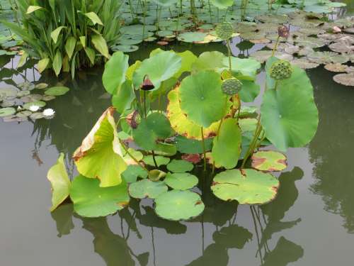 Water Lily Lotus Nature Pond Plant Green