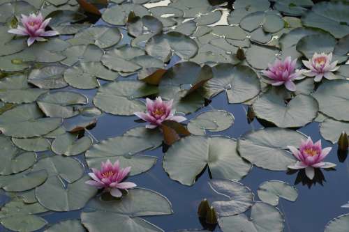 Water Lily Pond Lake Rose