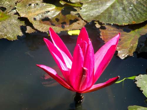 Water Lily Blossom Bloom Red Pond Aquatic Plant