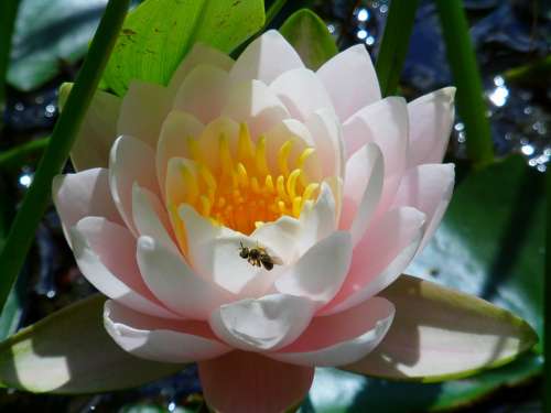 Water Lily Flower Pond Nature White Lake Rose