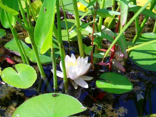 Water Lily Flower Pond Nature Flowers White