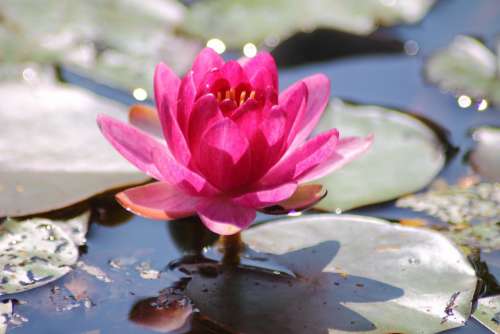 Water Lily Plant Pink Flower Pond Nature