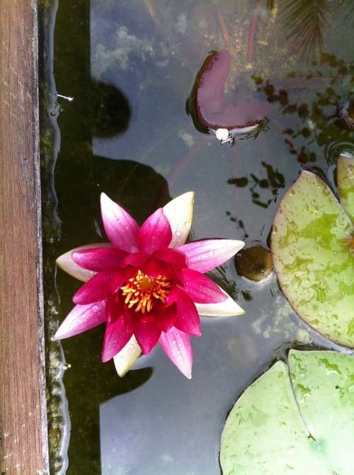 Water Lily Nuphar Lutea Pond Garden