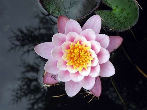 Water Lily Nuphar Lutea Flower Pond Nature Pink