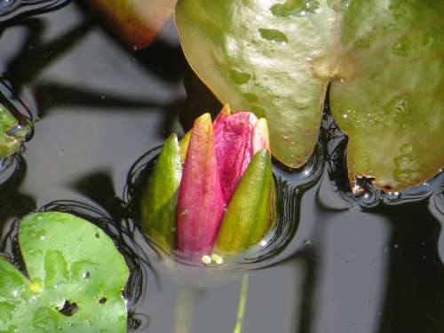 Water Lily Pond Bud Aquatic Plant