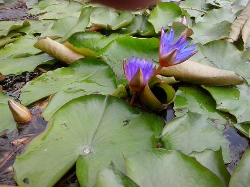 Water Lily Lily Purple Green Plant Flower