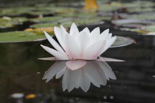 Water Lily Pond Nature Mirroring