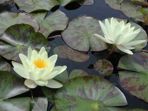 Water Lily Lily Pad Water Lily Pond Flower Nature