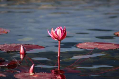 Water Lily Pink Flower Plant Nature Garden