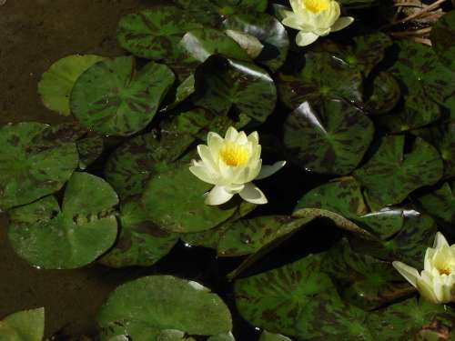 Water Lily Plant Flower Pond Blossom White