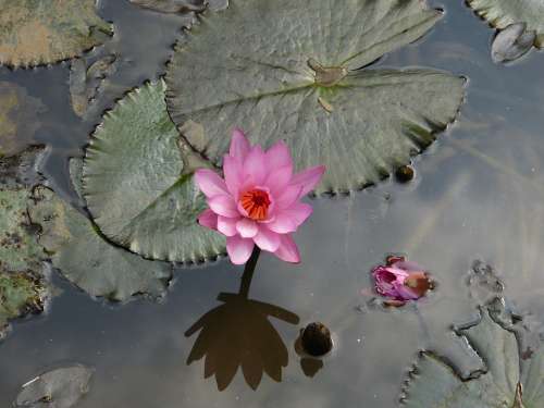 Water Lily Aquatic Plant Blossom Bloom Nuphar Lutea