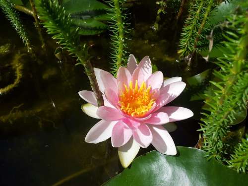 Water Lily Pond Aquatic Plant Nature Pond Plant