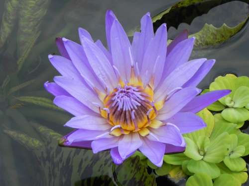 Water Lily Nuphar Lutea Flower Aquatic Plant Purple
