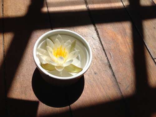 Water Lily Lily Bowl Flower Yellow Shadow Wood