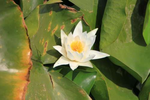 Water Lily Lotus Lake Lily Water White