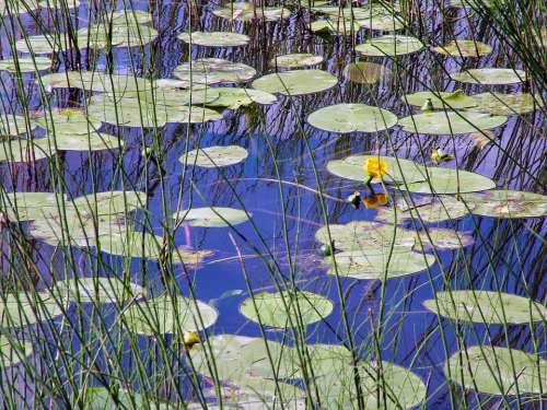 Water Lily Leaves Water Lily Flower Water Leaf