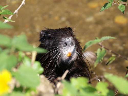 Water Rat Nutria Animals Water Rodents Tooth