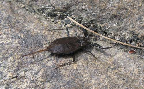 Water Scorpion Scorpion Insect Gräsö Animals