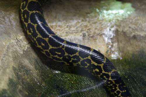 Water Snake Snake Venomous Snake Grain Drawing