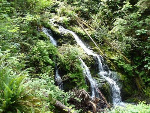 Waterfall Lake Quinault Nature Vegetation Water