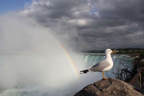 Waterfall Rainbow Seagull Niagara