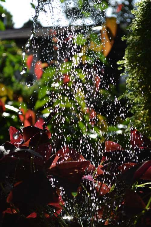 Watering Water Drops Plants Garden Nature
