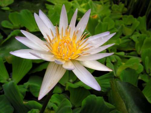 Waterlily White Flower Flora Plant