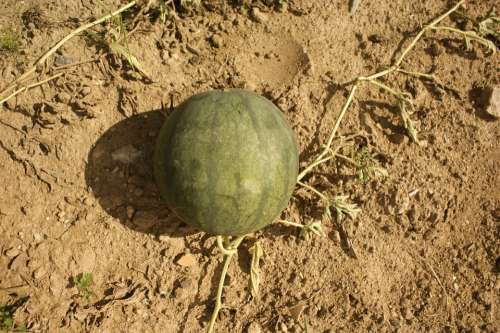 Watermelon Orchard Fruit