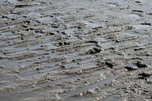 Watts Sea Schlick Mud Dirty Wadden Sea