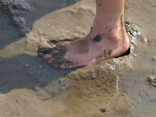 Watts Foot North Sea Wadden Sea Mud
