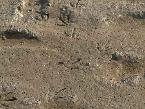Watts Traces Footprints North Sea Wadden Sea Mud