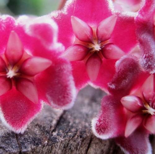 Waxplant Hoya Pink Florets Velvety Waxy