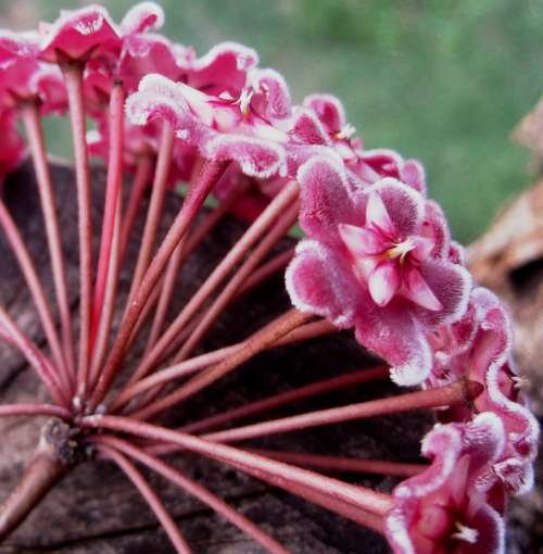 Waxplant Hoya Pink Flowerhead Florets Velvety